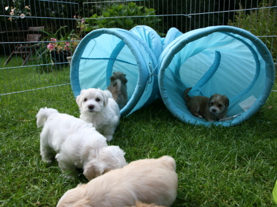 Bichon Havanais hvalpe hos Kennel Miki Nanoq